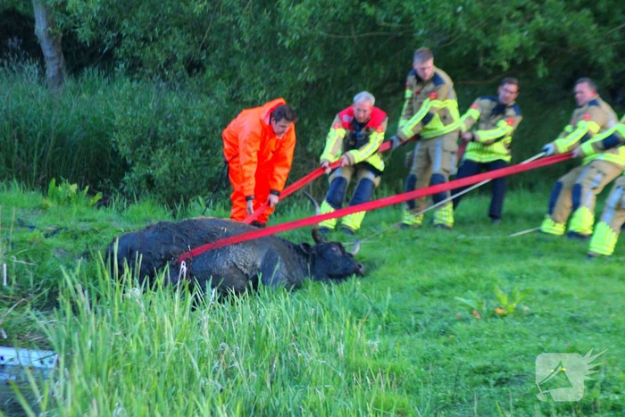 Brandweer redt uit uitgeputte Schotse Hooglander uit sloot