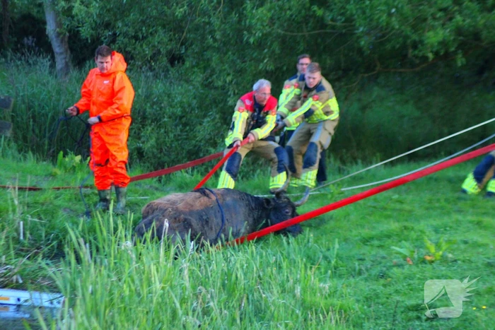 Brandweer redt uit uitgeputte Schotse Hooglander uit sloot