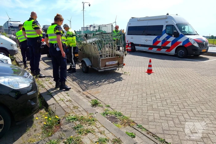 nieuws westervoortsedijk arnhem