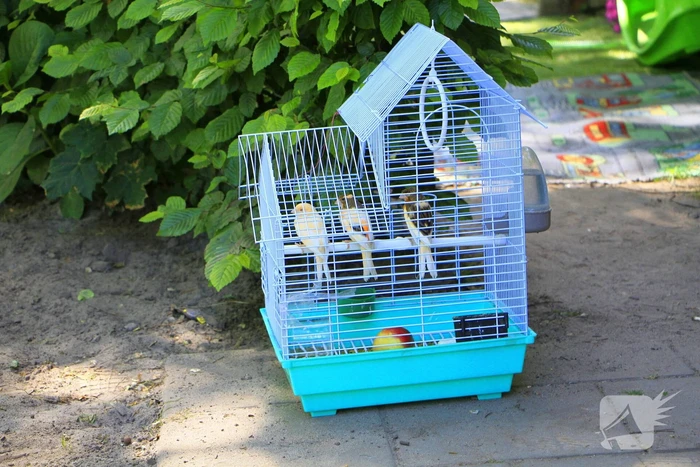 Vogels gered door brandweer bij woningbrand