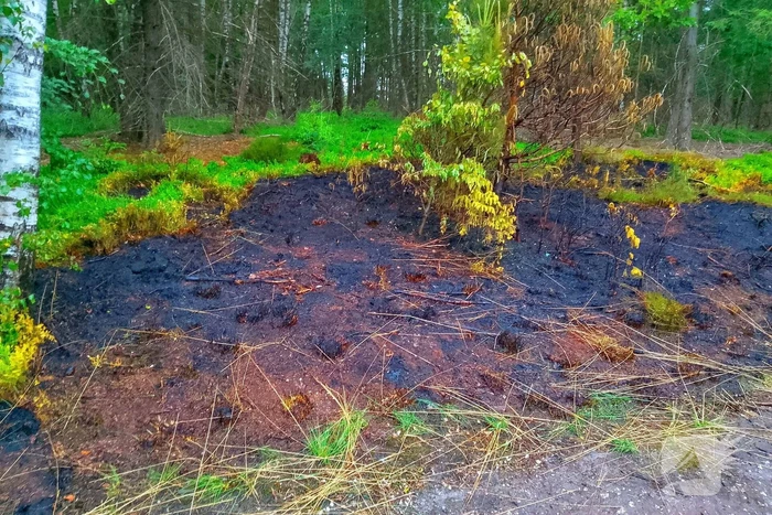 Brand in bosgebied door brandweer geblust