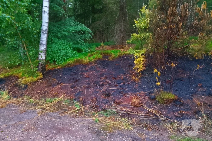 Brand in bosgebied door brandweer geblust