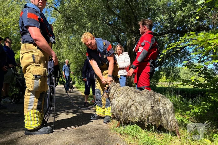 Bok belandt in het water na hondaanval