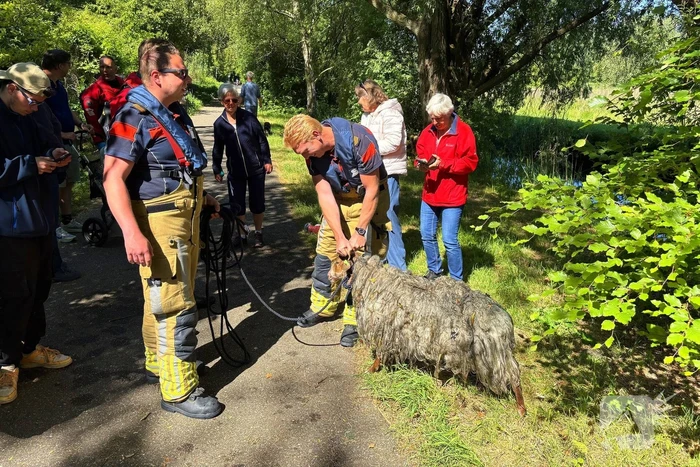 Bok belandt in het water na hondaanval