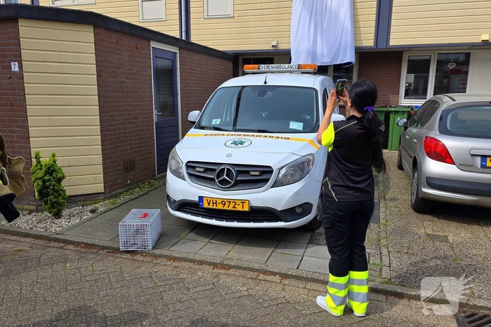 Brandweer redt kat na sprongetje van dak