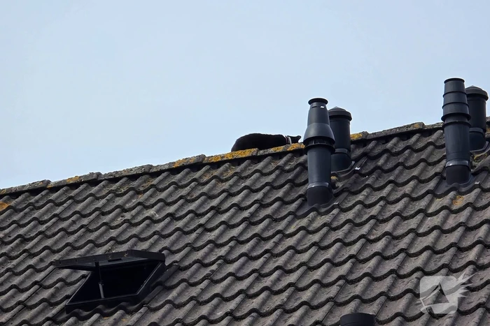 Brandweer redt kat na sprongetje van dak