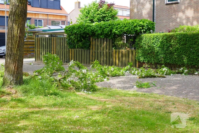 Onveilige situatie door afbrekende tak
