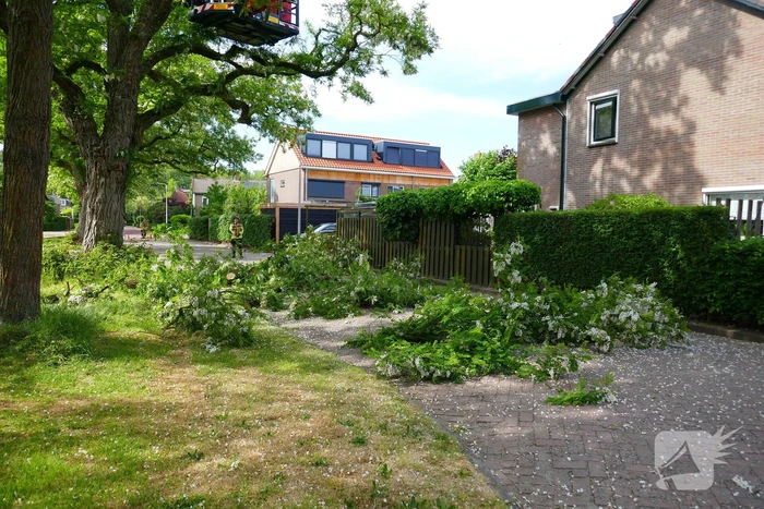 Onveilige situatie door afbrekende tak