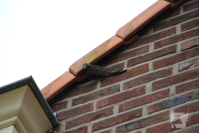 Zwaluw gered door brandweer
