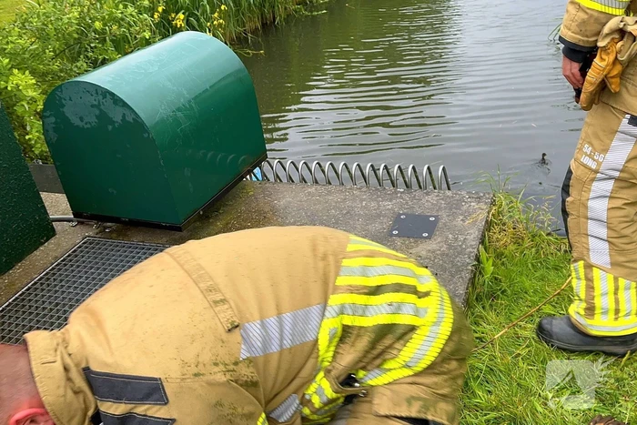 Brandweer redt vastzittende eendjes