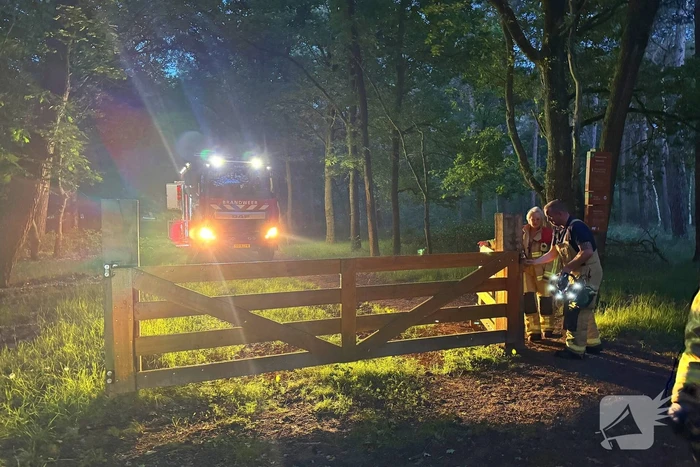 Wandelaars alert bij aantreffen kalf