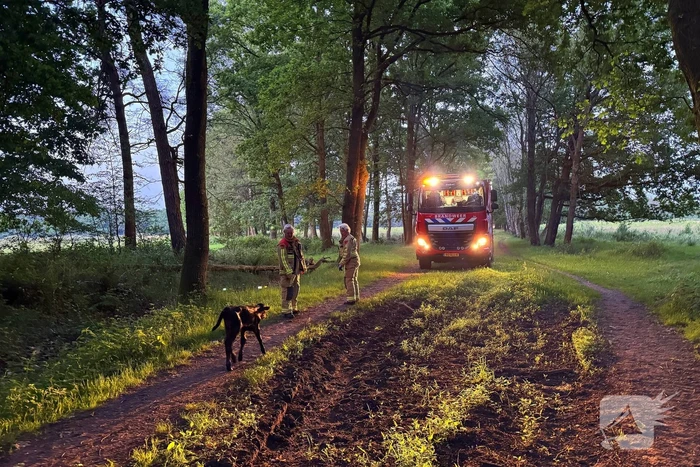 Wandelaars alert bij aantreffen kalf
