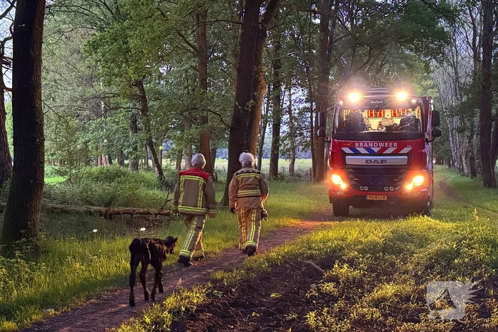 Wandelaars alert bij aantreffen kalf