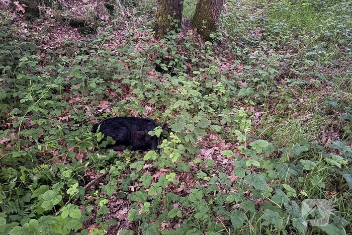 Wandelaars alert bij aantreffen kalf