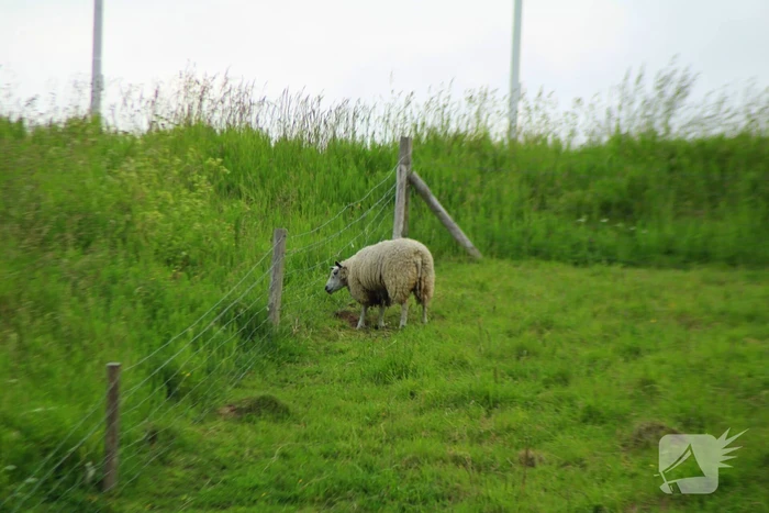 Brandweer ingezet voor schaap