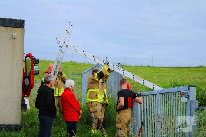 Brandweer ingezet voor schaap