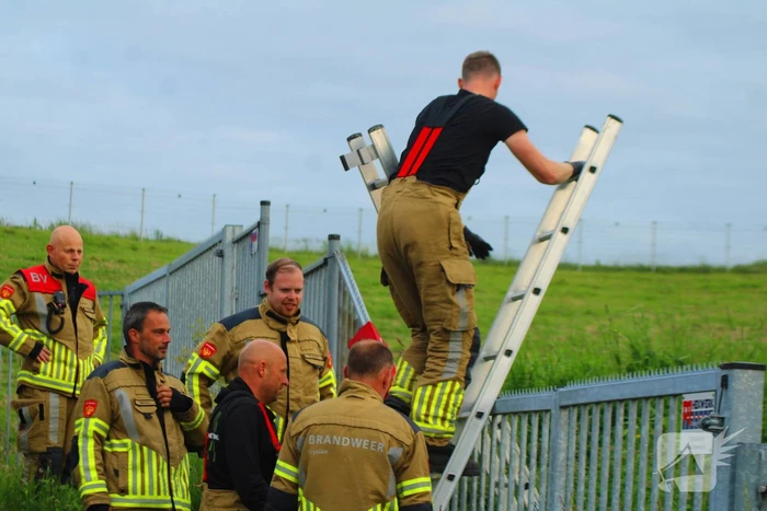 Brandweer ingezet voor schaap