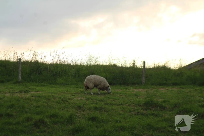 Brandweer ingezet voor schaap