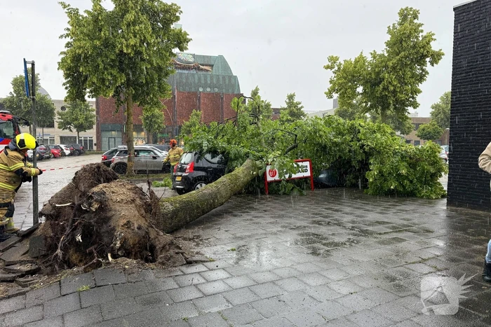 Boom valt op auto's, geen gewonden