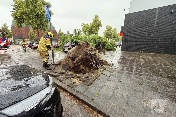 Boom valt op auto's, geen gewonden