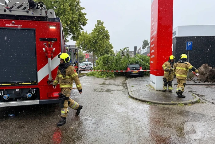 Boom valt op auto's, geen gewonden