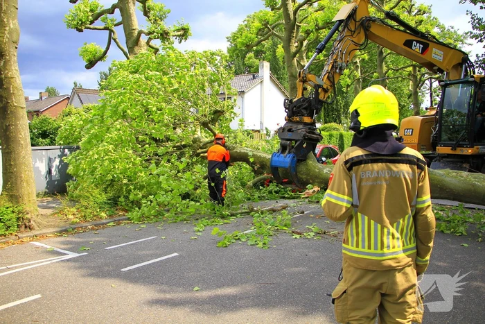 Auto beschadigd door omgevallen boom