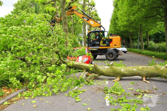 Auto beschadigd door omgevallen boom