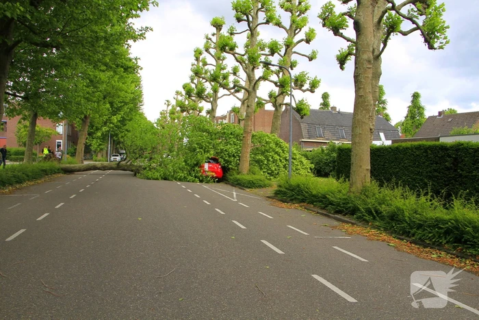 Auto beschadigd door omgevallen boom