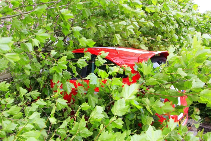 Auto beschadigd door omgevallen boom