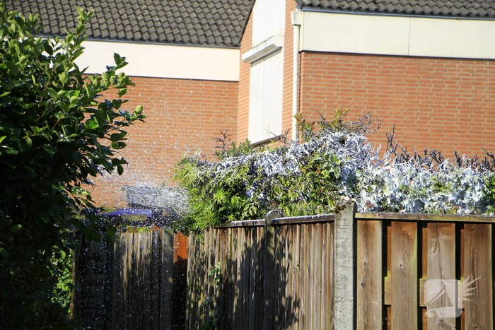 Buitenbrand verwoest coniferenhaag