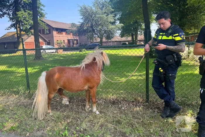 Shetland pony wordt slachtoffer van ongeval op drukke weg