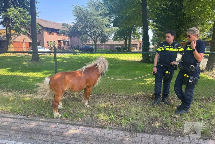 Shetland pony wordt slachtoffer van ongeval op drukke weg