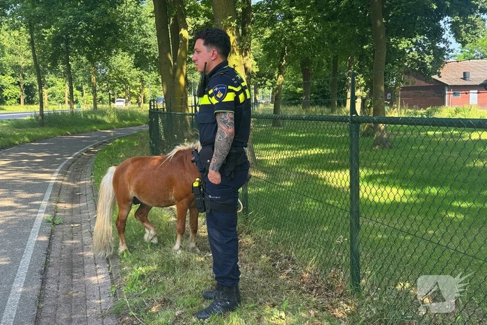 Shetland pony wordt slachtoffer van ongeval op drukke weg