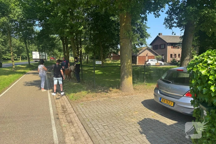 Shetland pony wordt slachtoffer van ongeval op drukke weg