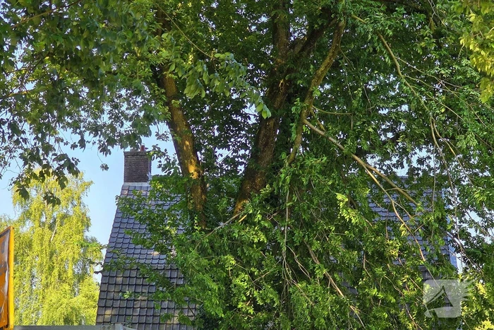 Brandweer verwijdert gevaarlijke hangende tak
