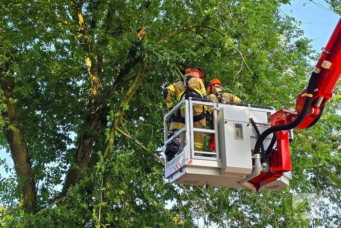 Brandweer verwijdert gevaarlijke hangende tak