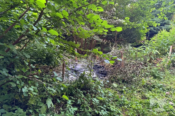 Passanten blussen brand in bosschages