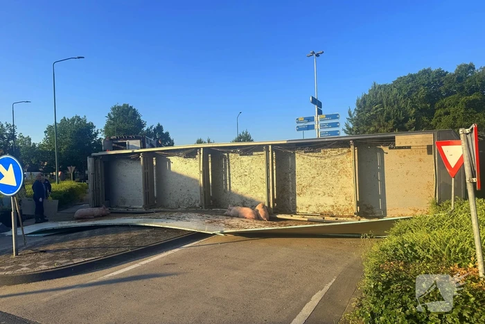 Vrachtwagen met varkens kantelt en blokkeert weg