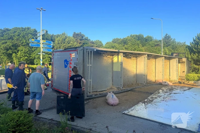 Vrachtwagen met varkens kantelt en blokkeert weg