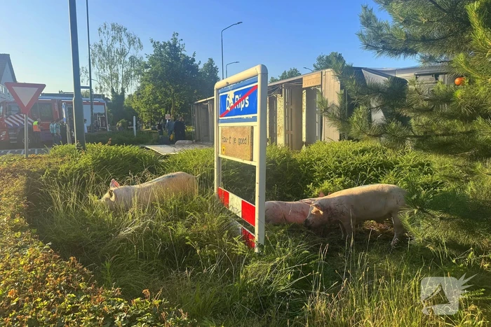 Vrachtwagen met varkens kantelt en blokkeert weg