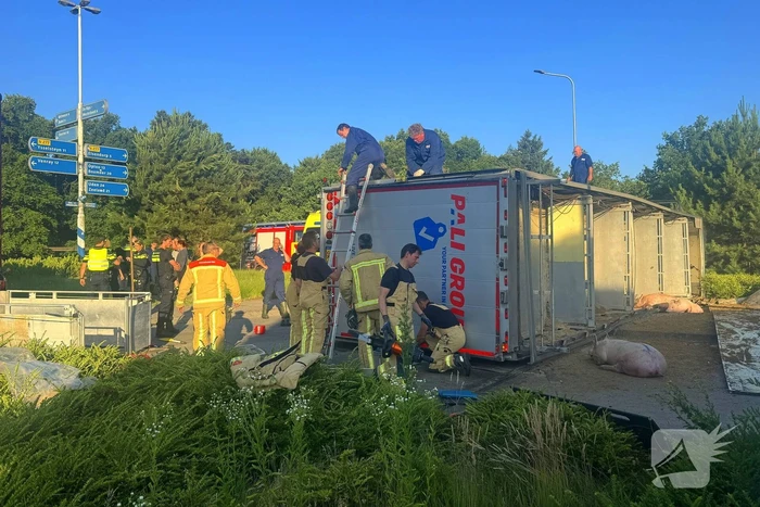 Vrachtwagen met varkens kantelt en blokkeert weg