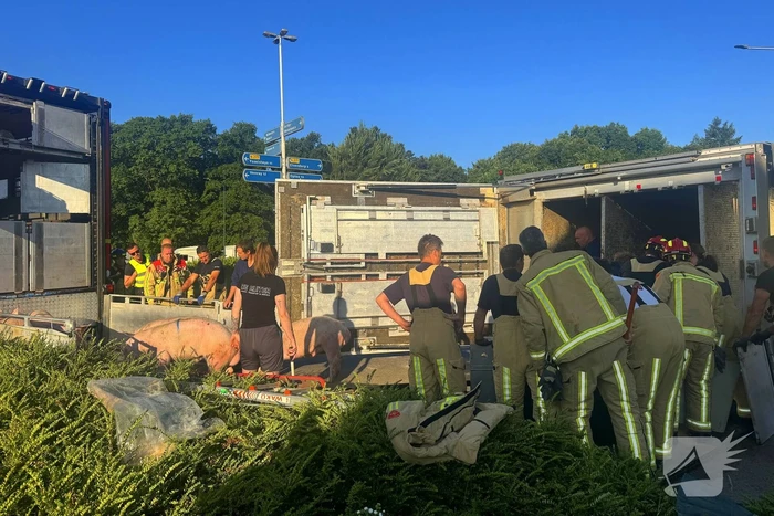 Vrachtwagen met varkens kantelt en blokkeert weg
