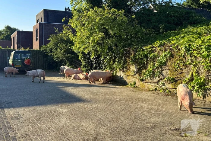 Vrachtwagen met varkens kantelt en blokkeert weg