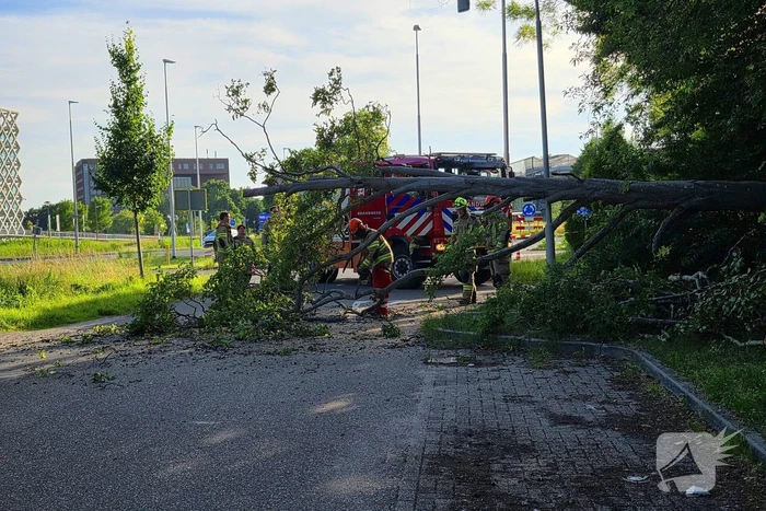 Omgevallen boom blokkeert weg en beschadigt lantaarnpaal