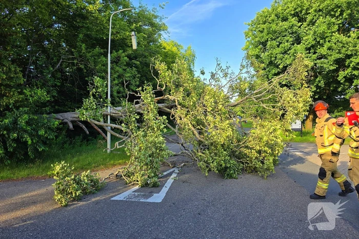 Omgevallen boom blokkeert weg en beschadigt lantaarnpaal