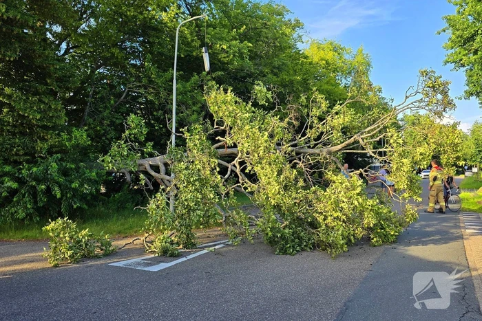 Omgevallen boom blokkeert weg en beschadigt lantaarnpaal