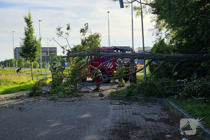Omgevallen boom blokkeert weg en beschadigt lantaarnpaal