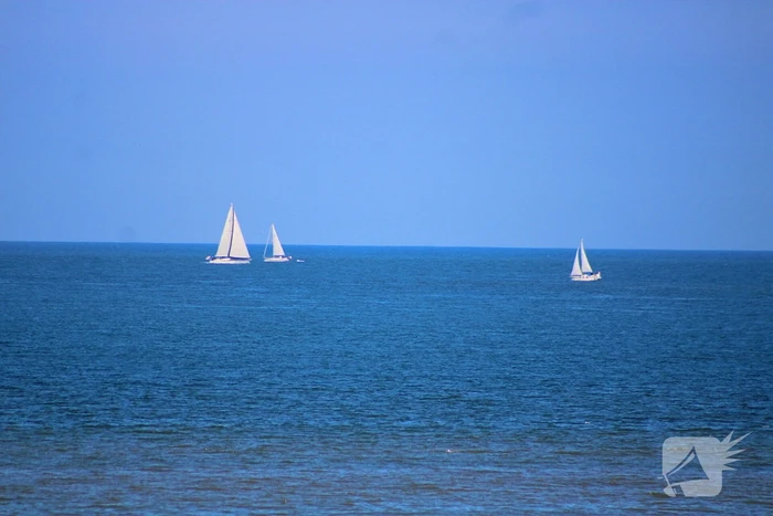 Mens en dier zoeken verkoeling aan het strand