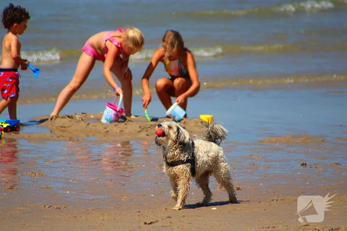 Mens en dier zoeken verkoeling aan het strand