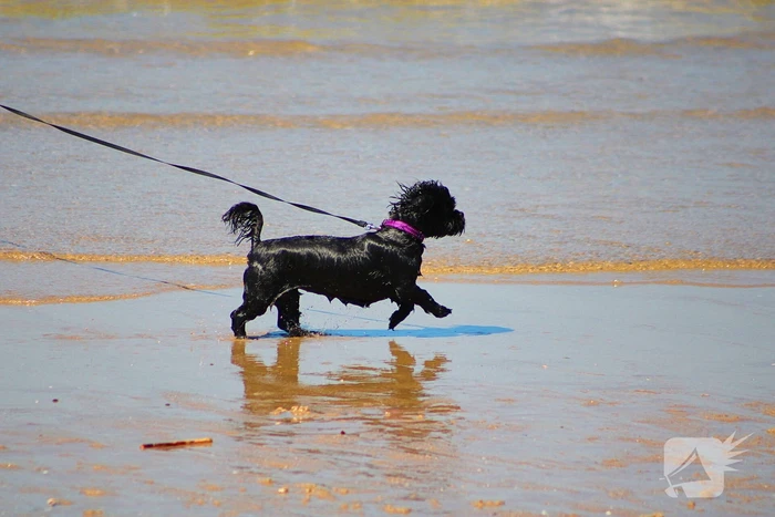 Mens en dier zoeken verkoeling aan het strand